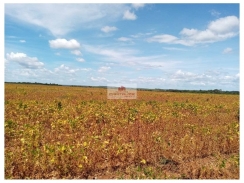 Fazenda com 2256 hectares, com 1.200 hectares desmatados, com 500 hectares de plantio