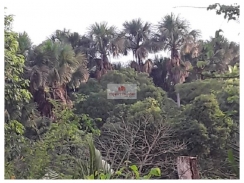  Sitio com 8 hectares (100x800)