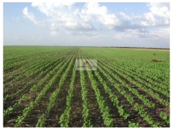 Fazenda 3000 hectares, terra bruta, dupla aptidão