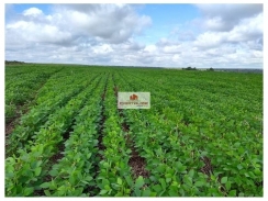 Fazenda com 6 mil hectares, terra bruta, dupla aptidão