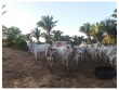 Fazenda com 320 hectares, dupla aptidão