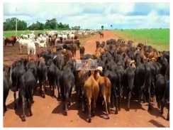  Fazenda com 7300 hectares, com área aberta de 4000 hectares