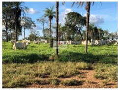 Fazenda com 2574 hectares, de pecuária, aberta em pasto