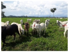 Fazenda 2840 hectares, dupla aptidão, com sede