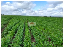 Fazenda com 730 hectares, dupla aptidão, terra bruta, própria para o cultivo de grãos
