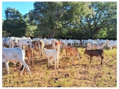 Fazenda na região de Passagem Franca - PI, com 525 hectares