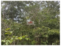 Fazenda com 1700 hectares, dupla aptidão, com casa sede
