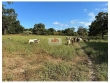 Fazenda com 1740 hectares, dupla aptidão, 1150 hec