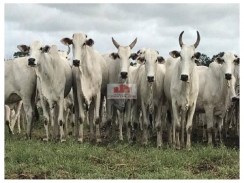 Fazenda com 8.000 hectares, dupla aptidão, terra bruta, própria para o cultivo de grãos e pecuária