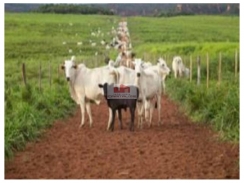 Fazenda na região de Bom Jesus-PI, com 10.000 hectares, toda cercada e livre de posseiros