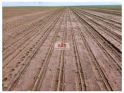 Fazenda na Região de Bom Jesus-PI, com 15.400 hectares, com 7 mil hectares plantando soja