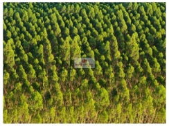 Fazenda na região de Itarantim-BA, com 400.000 hectares, dupla aptidão, com 280.000 hectares com eucalipto